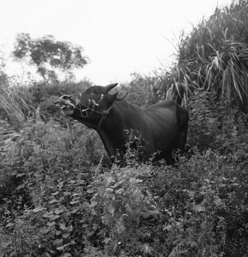 Water buffalo